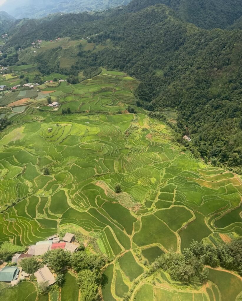 pemandangan sawah